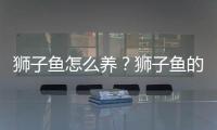 狮子鱼怎么养？狮子鱼的生存环境