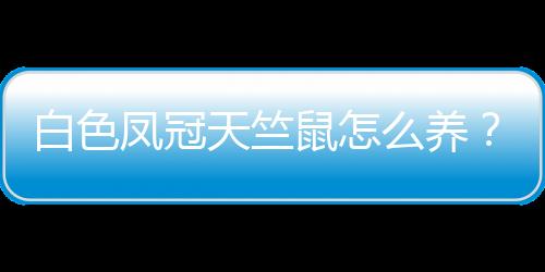 白色凤冠天竺鼠怎么养？白色凤冠天竺鼠的历史