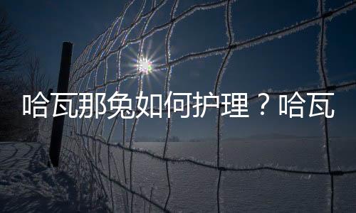 哈瓦那兔如何护理？哈瓦那兔怎么断奶？