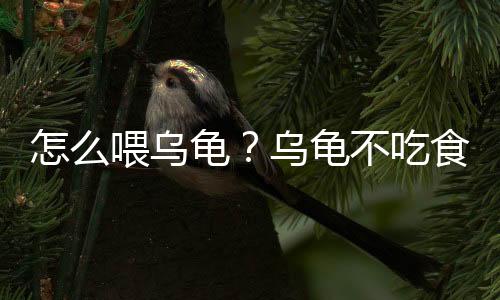 怎么喂乌龟？乌龟不吃食的原因