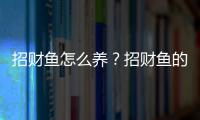 招财鱼怎么养？招财鱼的养殖环境