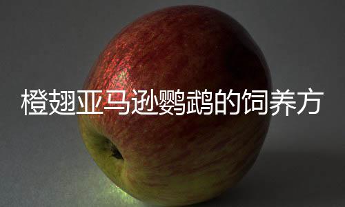 橙翅亚马逊鹦鹉的饲养方法 橙翅亚马逊鹦鹉的价格