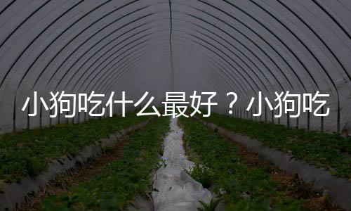 小狗吃什么最好？小狗吃多了怎么办？