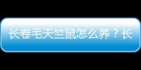 长卷毛天竺鼠怎么养？长卷毛天竺鼠饮食要点