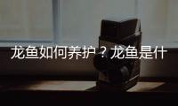 龙鱼如何养护？龙鱼是什么？