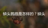 鳞头鹦鹉是怎样的？鳞头鹦鹉的产地